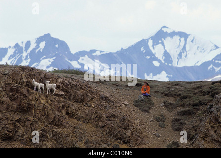 Enfant, fille, avec Dall, agneaux, Denali National Park, Alaska Banque D'Images