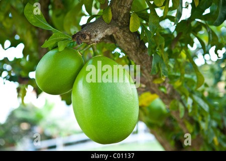 Arbre généalogique de calebasse ou gourde arbre sur l'île de Vieques, Puerto Rico. Banque D'Images