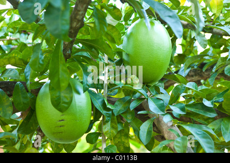 Arbre généalogique de calebasse ou gourde arbre sur l'île de Vieques, Puerto Rico. Banque D'Images