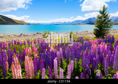 Lupin fleurs sauvages sur les rives du lac Tekapo en Nouvelle Zélande Banque D'Images