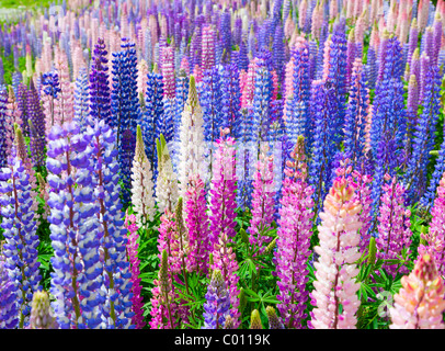 Fleurs sauvages lupin en Nouvelle Zélande Banque D'Images