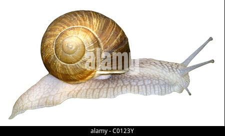 Escargot de Bourgogne (Helix pomatia) Vue de profil isolé sur fond blanc Banque D'Images