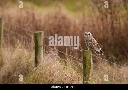 Hibou moyen court assis sur un piquet à autour. Banque D'Images