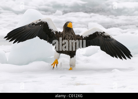 Stellers Sea Eagle sur la glace flottante à la mer d'Okhotsk au nord-est de Hokkaido, Japon Banque D'Images