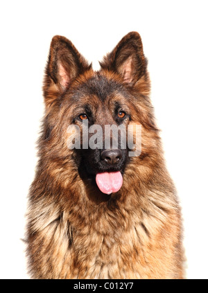 Image de femme classique German Shepard longue fourrure on white Banque D'Images