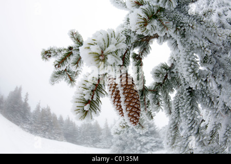 Frost couverts des cônes de l'épinette de Norvège (Picea abies) dans la réserve naturelle des volcans d'Auvergne (France). Banque D'Images