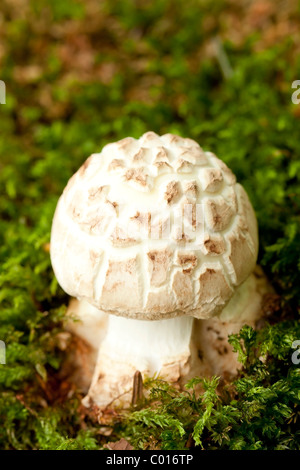 Faux plafond mort champignons (Amanita citrina) Banque D'Images