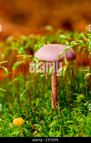 Le fourbe améthyste (Laccaria amethystina) Champignons Banque D'Images