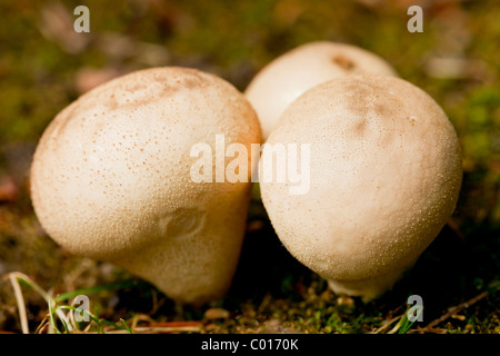 Les champignons (Handkea puffball mosaïque utriformis) Banque D'Images