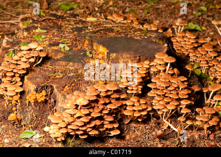 Touffe de soufre (champignons Hypholoma fasciculare) Banque D'Images