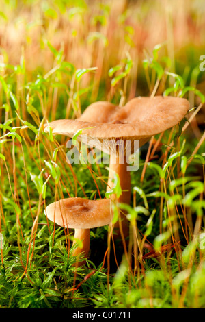 Faux safran milkcap Lactarius deterrimus (champignons) Banque D'Images