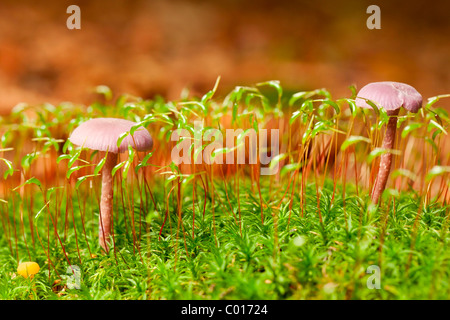 Le fourbe améthyste (Laccaria amethystina) Champignons Banque D'Images