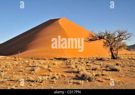 Dune de sable dans la lumière du midi près de Sossusvlei, Désert du Namib, le Namib Naukluft Park, Namibie, Afrique Banque D'Images