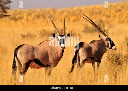 Ou Oryx gemsbok (Oryx gazella) dans les hautes herbes du Kgalagadi Transfrontier Park, Kalahari, Afrique du Sud, l'Afrique Banque D'Images