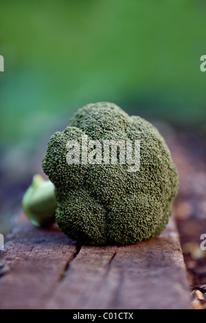 Une tête de brocoli dans un jardin Banque D'Images