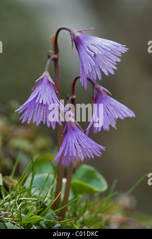 Snowbell alpin ou bleu lunaire (Soldanella alpina), Ladiz-Alm, montagnes Karwendelgebirge, Tyrol, Autriche, Europe Banque D'Images