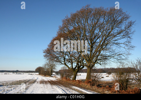 Scène hiver dans la campagne du Lincolnshire, Royaume-Uni Banque D'Images