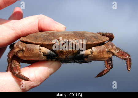 Tourteau Cancer pagurus pêché dans Beamtrawling Au cours de la Mersey, Liverpool, Royaume-Uni Banque D'Images