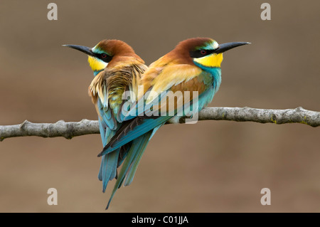 Des guêpiers (Merops apiaster), Pinkafeld, Burgenland, Autriche, Europe Banque D'Images