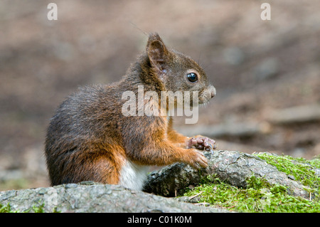 L'écureuil roux (Sciurus vulgaris), Tyrol, Autriche, Europe Banque D'Images