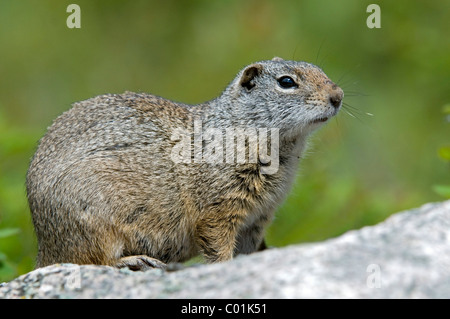 Rock Squirrel (Citellus variegatus), Parc National de Yellowstone, Wyoming, USA, Amérique du Nord Banque D'Images