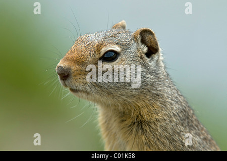 Rock Squirrel (Citellus variegatus), Parc National de Yellowstone, Wyoming, USA, Amérique du Nord Banque D'Images