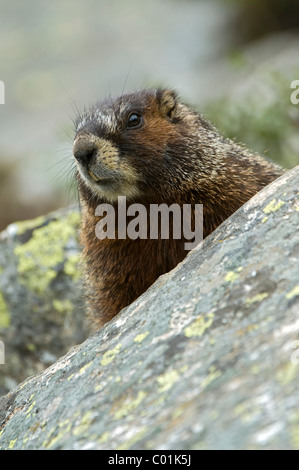 Ventre jaune (Marmot Marmota flaviventris), Parc National de Yellowstone, Wyoming, USA, Amérique du Nord Banque D'Images