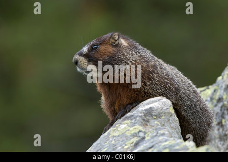 Ventre jaune (Marmot Marmota flaviventris), Parc National de Yellowstone, Wyoming, USA, Amérique du Nord Banque D'Images