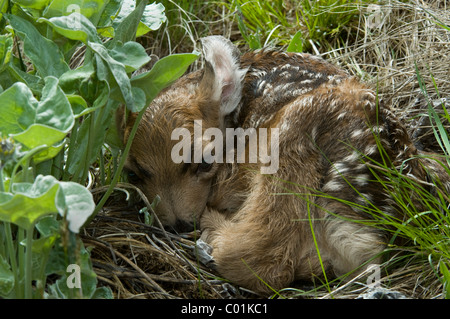 Le Cerf mulet (Odocoileus hemionus), le cerf veau, le Parc National de Yellowstone, Wyoming, USA, Amérique du Nord Banque D'Images