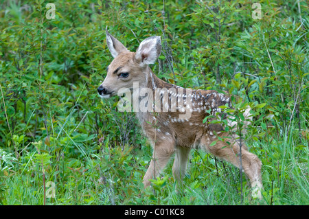 Le Cerf mulet (Odocoileus hemionus), le cerf veau, le Parc National de Yellowstone, Wyoming, USA, Amérique du Nord Banque D'Images