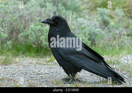 Grand Corbeau (Corvus corax), le Parc National de Yellowstone, Wyoming, USA, Amérique du Nord Banque D'Images