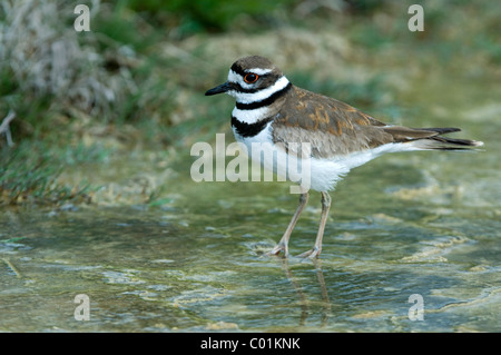 Le Pluvier kildir (Charadrius vociferus), Parc National de Yellowstone, Wyoming, USA, Amérique du Nord Banque D'Images