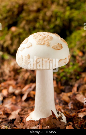 Faux plafond mort ou citron champignons (Amanita amanita citrina) Banque D'Images