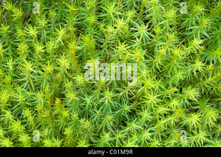 De beaux cheveux-moss (Polytrichum formosum), Schwaz, Tyrol, Autriche, Europe Banque D'Images