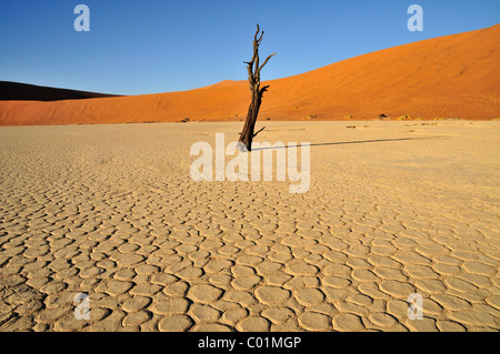 Arbre mort dans le Dead Vlei, Deadvlei clay pan dans la lumière du matin, le désert de Namib, Namib-Naukluft National Park, Namibie, Afrique Banque D'Images