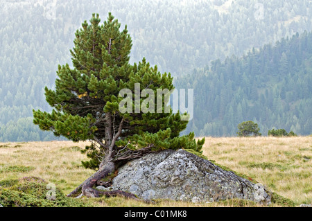 Pin suisse ou Arolla pin (Pinus cembra), Parc National de Nockberge, Carinthie, Autriche, Europe Banque D'Images