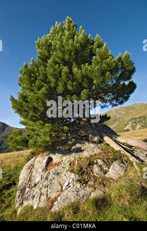 Pin suisse ou Arolla pin (Pinus cembra), Parc National de Nockberge, Carinthie, Autriche, Europe Banque D'Images