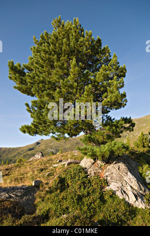 Pin suisse ou Arolla pin (Pinus cembra), Parc National de Nockberge, Carinthie, Autriche, Europe Banque D'Images