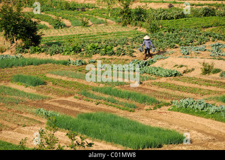 Les femmes travaillant dans les champs de légumes, de la Vallée de Mai Chau, Nord du Vietnam, Vietnam, Asie Banque D'Images