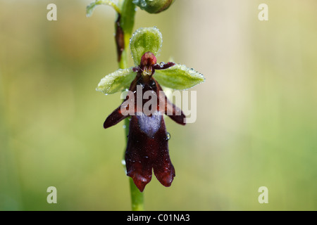 L'Orchidée Ophrys insectifera (Fly), les plaines d'inondation de la rivière Isar, Upper Bavaria, Bavaria, Germany, Europe Banque D'Images