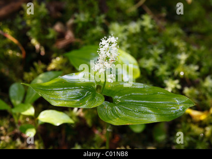 Lily mai (Maianthemum bifolium), l'Allemagne, de l'Europe Banque D'Images