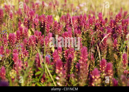 Domaine Cow-Wheat (Melampyrum arvense), Bavaria, Germany, Europe Banque D'Images