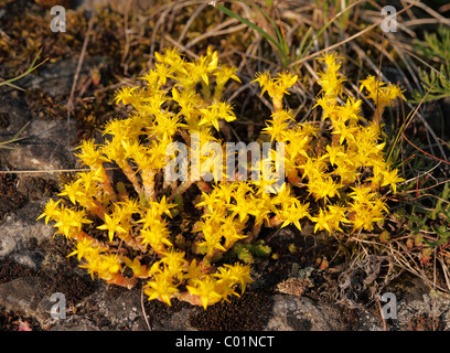 Biting Stonecrop ou Goldmoss Stonecrop (Sedum acre), Bavaria, Germany, Europe Banque D'Images