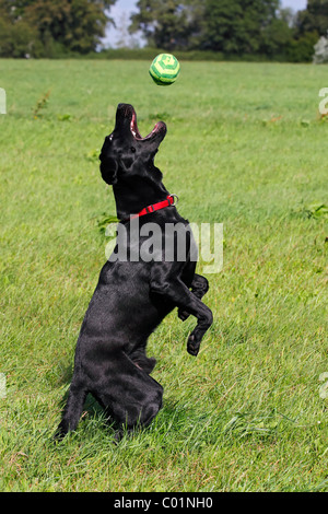 Jeune Labrador noir chien (Canis lupus familiaris) jouant avec une boule homme Banque D'Images