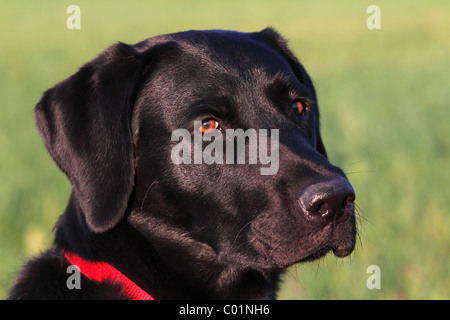 Jeune Labrador noir chien (Canis lupus familiaris) portrait âgé d'un an, Banque D'Images