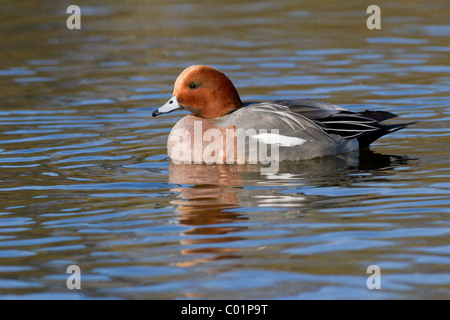 Canard d'européenne, Anas penelope, homme. Le Norfolk. Banque D'Images