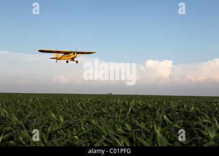 1946 Piper Cub J3 Vol d'un avion sur un champ dans l'Iowa. Banque D'Images