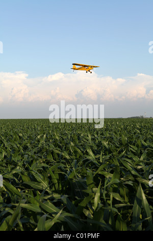 1946 Piper Cub J3 Vol d'un avion sur un champ dans l'Iowa. Banque D'Images