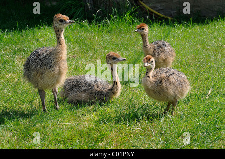 Autruche d'Afrique (Struthio camelus), des poussins sur une ferme d'autruches, Thalheim, Oschatz, Saxe, Allemagne, Europe Banque D'Images