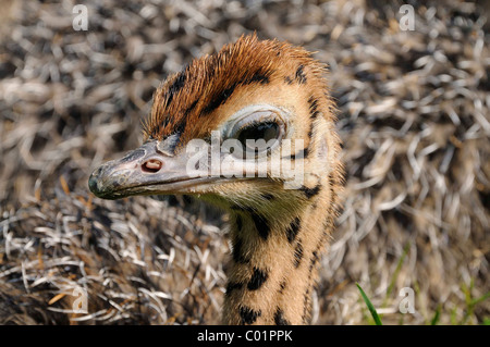 Autruche d'Afrique (Struthio camelus), chick sur une ferme d'autruches, Thalheim, Oschatz, Saxe, Allemagne, Europe Banque D'Images